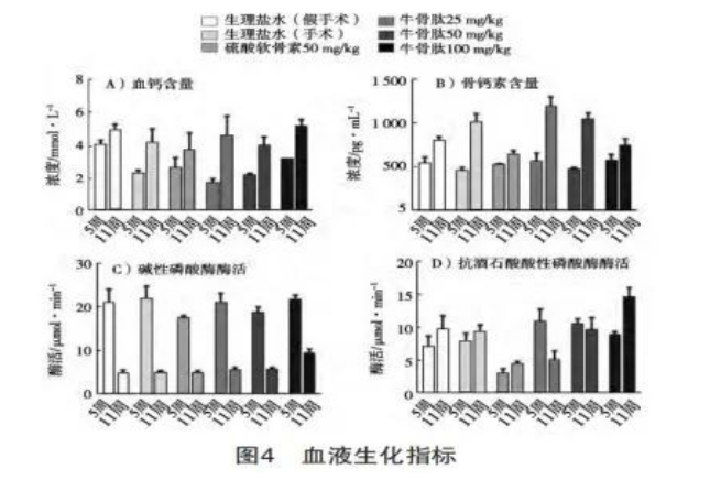 牛骨胶原蛋白肽与增强免疫力
