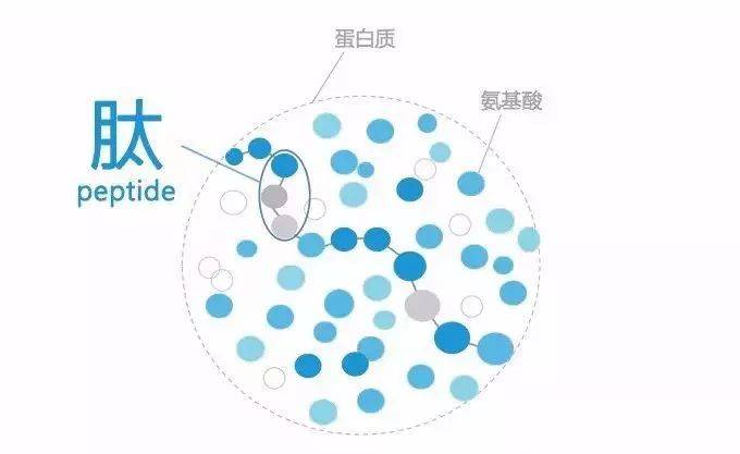 小分子肽对人体细胞的作用,蛋白肽能补充人体的营养需求吗？
