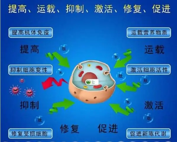 肽对身体有什么好处,肽对人体的作用机理.