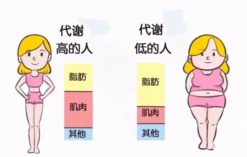 新陈代谢不好的原因,如何调节增强代谢功能？