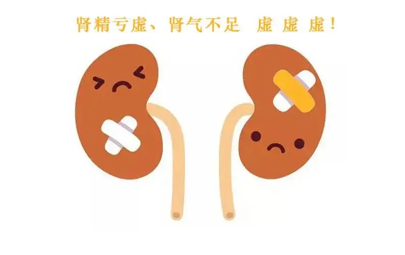 肾气不足有什么症状,肾气不足如何食补?