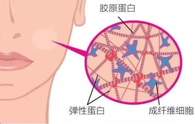 胶原蛋白肽对皮肤真的有用吗,女人抗衰老什么肽好?