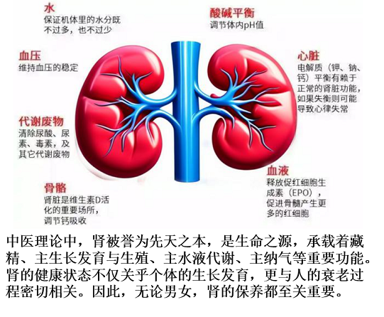 补元气与增强肾脏功能的生理表现,增补元气对肾虚有帮助吗