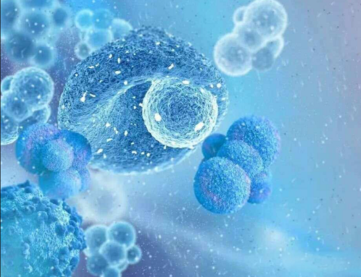 人参灵芝黄精片增强免疫功能作用原理,人参灵芝黄精片的适用人群。