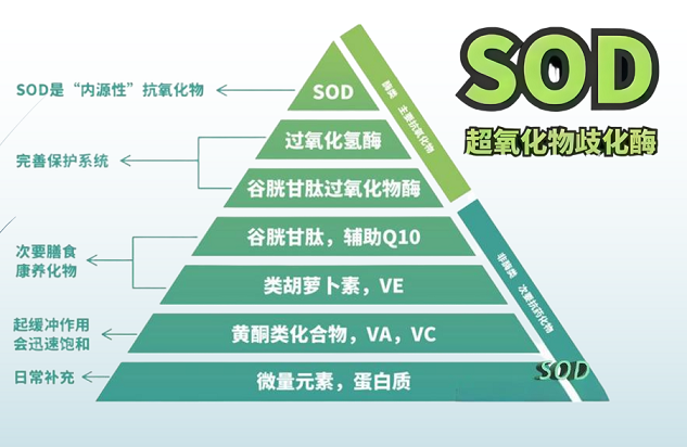 未来生物sod三合酶应用效果,未来生物sod三合酶用法用量.