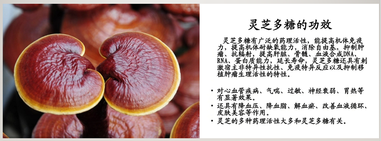 灵芝多糖对修得神经细胞的应用效果分析