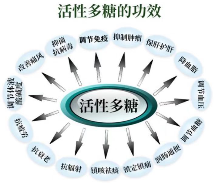 活性多糖降血糖和降血脂作用,活性多糖对糖尿病的防治功能.