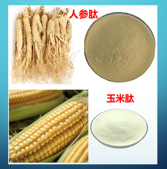 人参玉米肽粉对心脏好吗,人参玉米肽粉降血压吗？