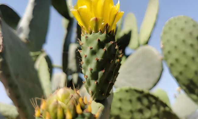 胶原蛋白肽梨果仙人掌饮对糖尿病怎么样？多久能降血糖