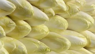 菊苣复合菌口服液能降尿酸吗,菊苣复合菌口服液喝多久见效果?