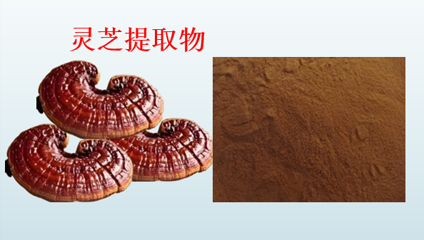 灵芝提取物对脾胃的功效,灵芝提取物对肠道有什么作用?