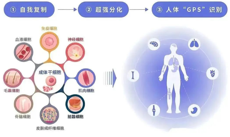 髓疗法对糖尿病效果好吗？髓疗法是什么