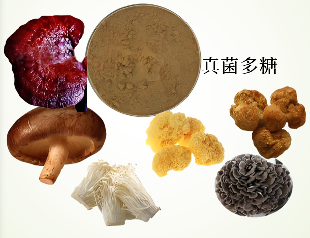 真菌多糖主要功能有哪些,真菌多糖适合糖尿病吃吗?
