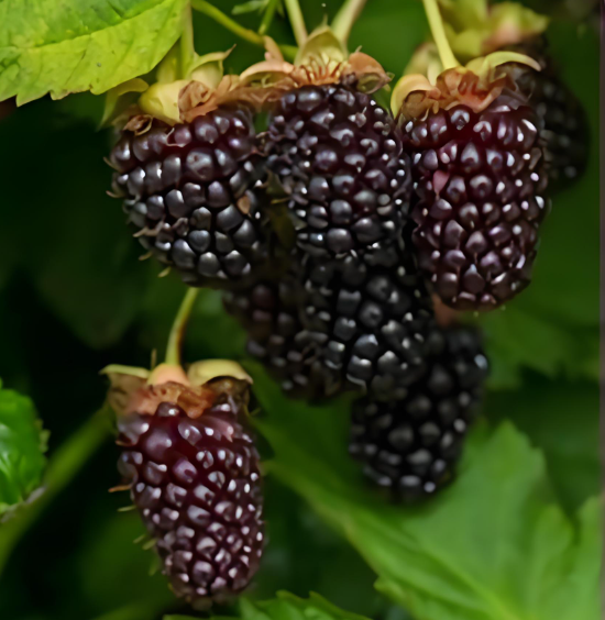 森莓果对糖尿病好吗,森莓果能长期吃吗？