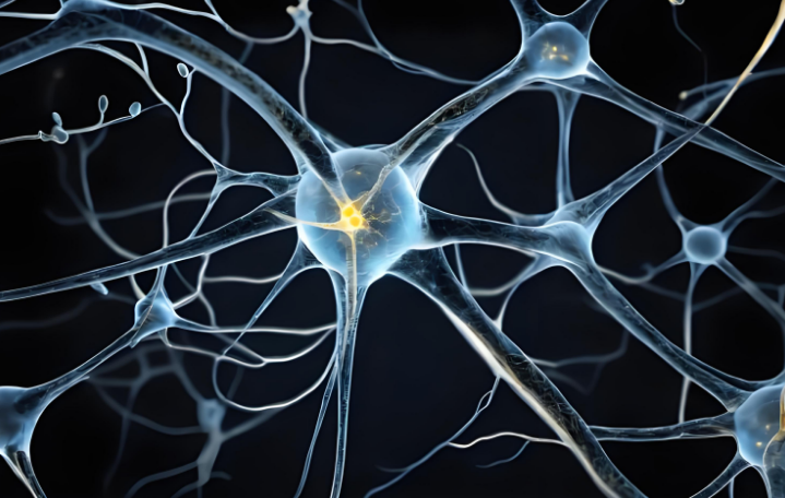 黄芪多糖与糖尿病神经损伤并发症