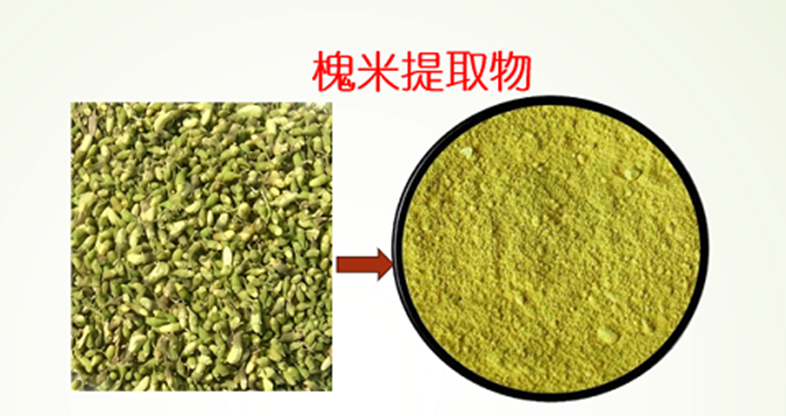 槐米槲皮素对免疫调节的作用,槐米槲皮素对自身免疫性疾病有作用吗?