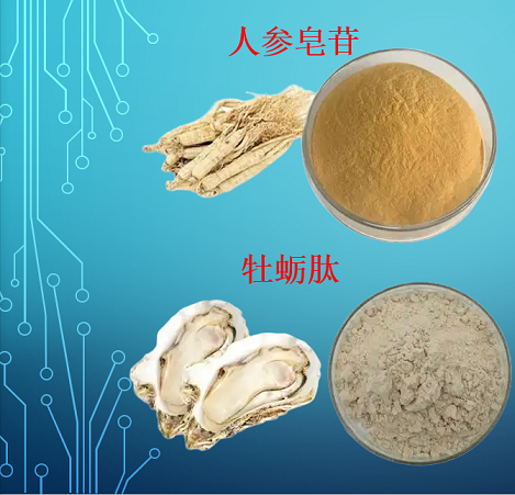人参牡蛎肽与缓解疲劳与增强体力的机制及应用