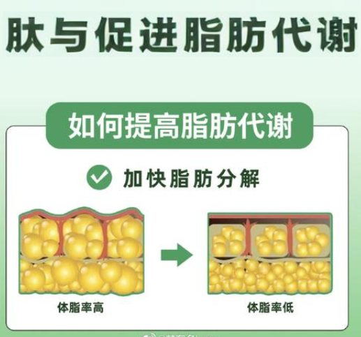 活性肽与促进脂质代谢的作用,应用效果怎么样？