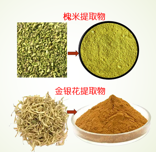 槐米金银花提取物与干预慢性炎症的作用
